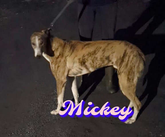 Myko (Mickey Pn)'s Profile Pic