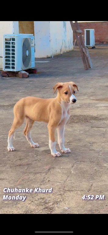 Star boy's Profile Pic