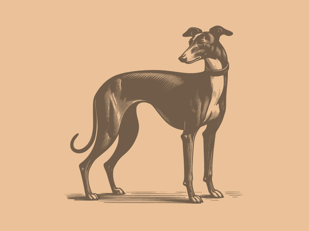 Black Bruno's Profile Pic