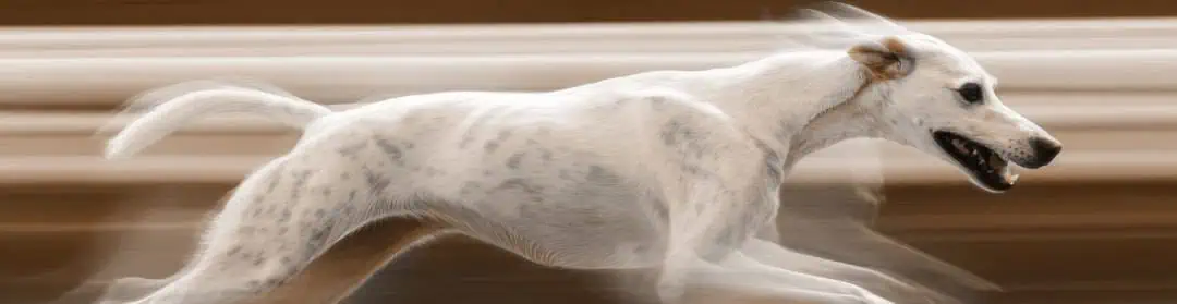 Greyhound running